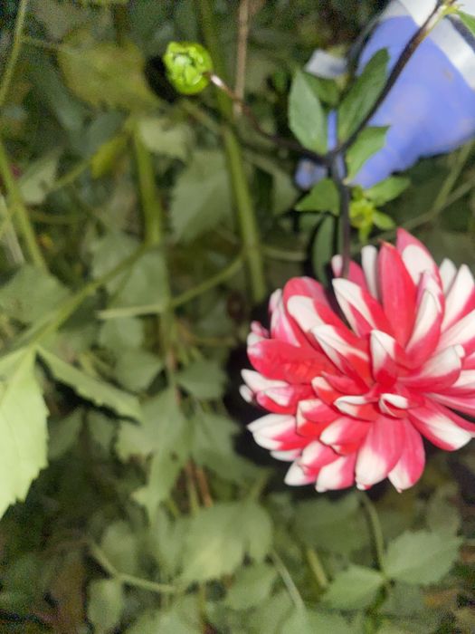 Продаж квітів