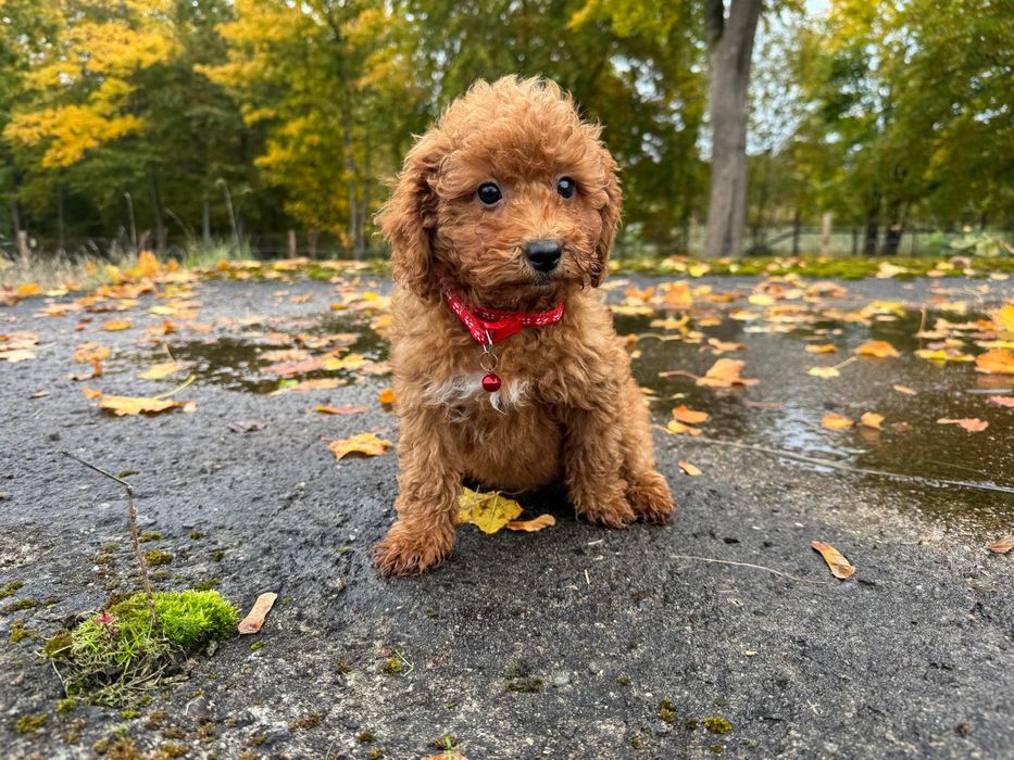 pudel miniaturowy suczka