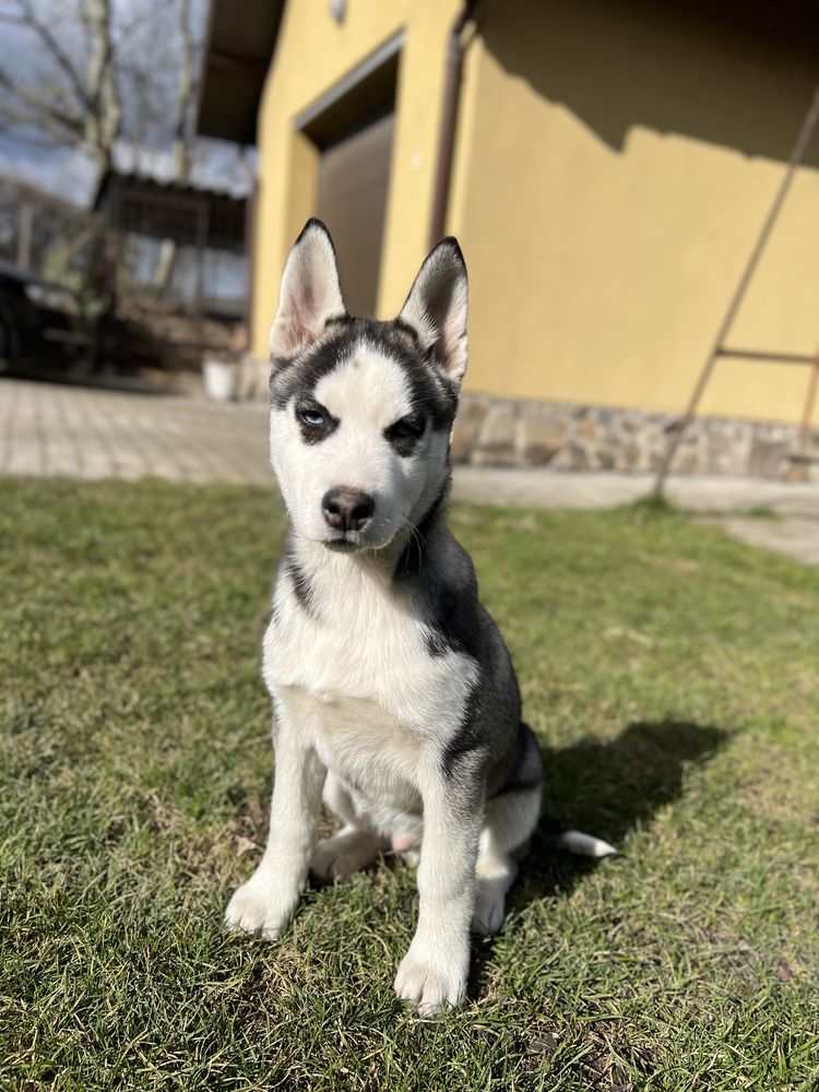 Цуценя хаскі, 4 місяці