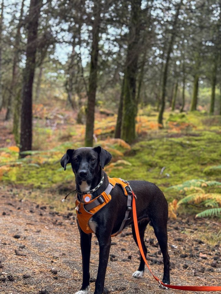 Alma - 2 anos, porte médio (20kg)