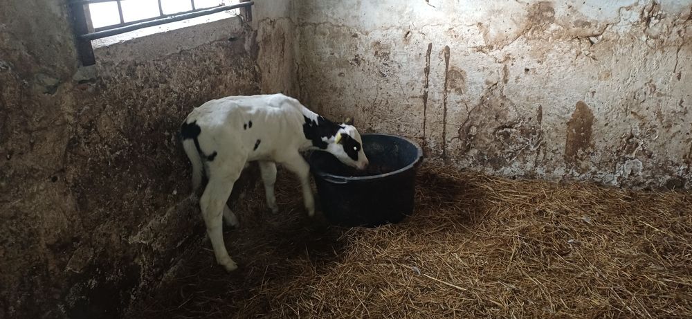 Sprzedam cielęta byczki 2 tygodnie