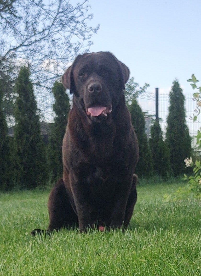 Labrador retriever