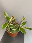 Hoja flamingo dream Hoya
