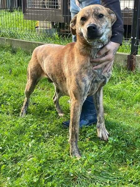 Dunaj- oddam psa, pies szuka domu- adopcja psów ze schroniska