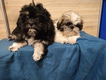 Malutki szczeniak Shih Tzu