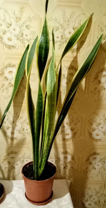 Фикус  каучуконосный.