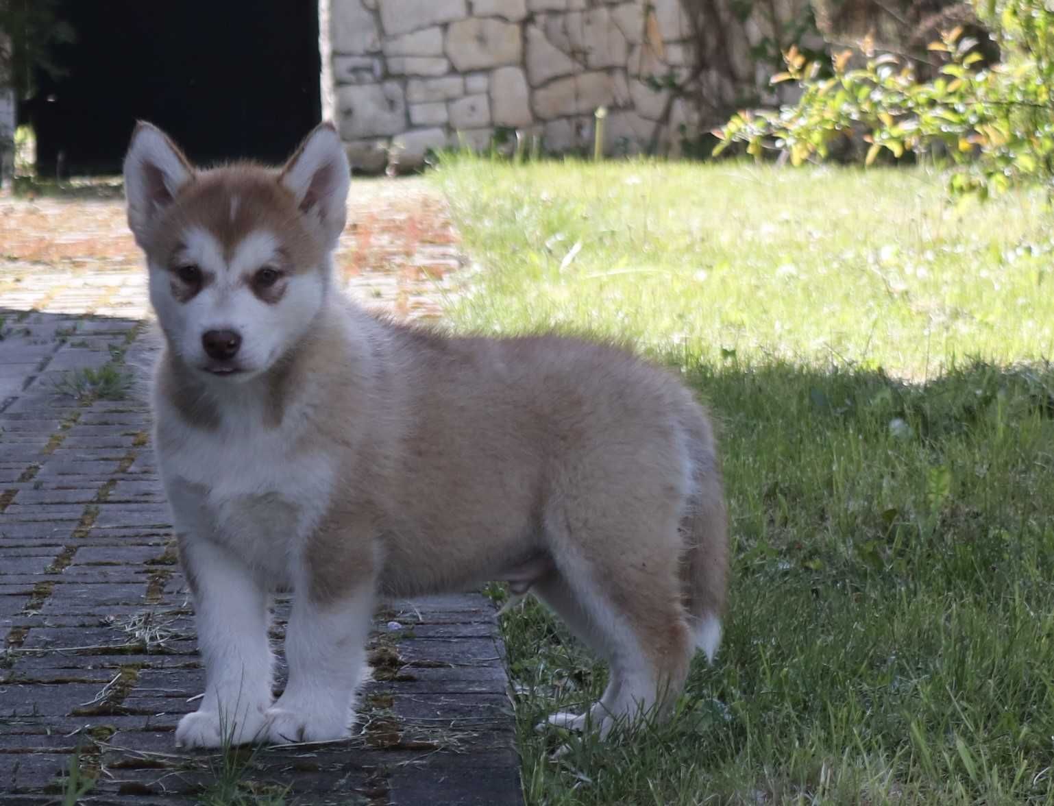 Alaskan Malamute piesek Piro