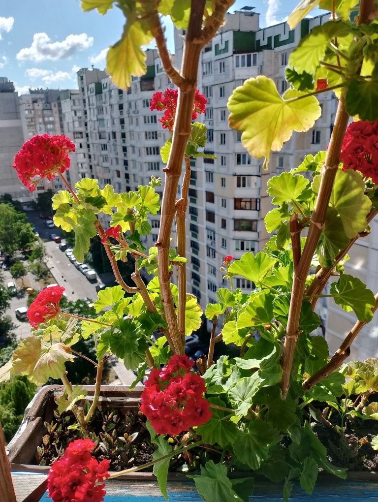 Калачики Розебуд всі цвітуть , ампельні та інші