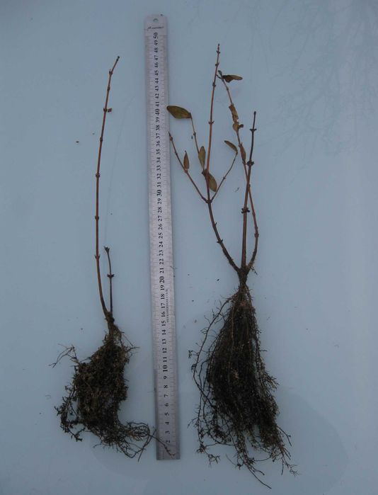 Саджанці  плодових кущів