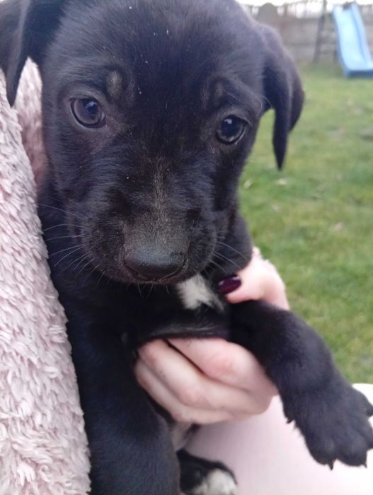 Oddam za darmo piękne szczeniaczki