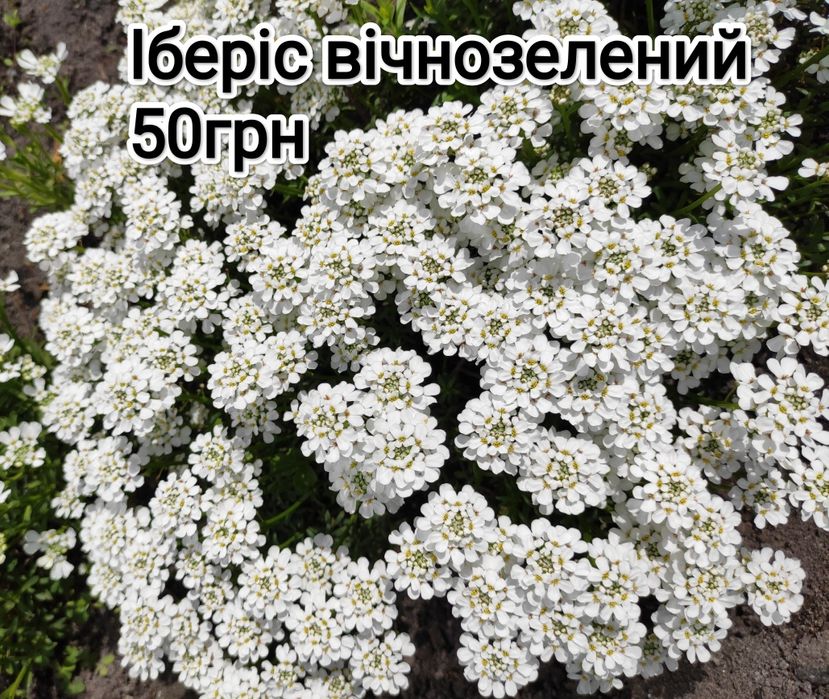 Вероника простертая многолетняя, грунтопокривна вероніка багаторічна