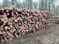 Sosna opałowa 2.5m