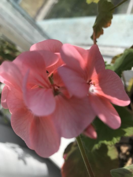 Продам пеларгонї укоріненні 28 видів