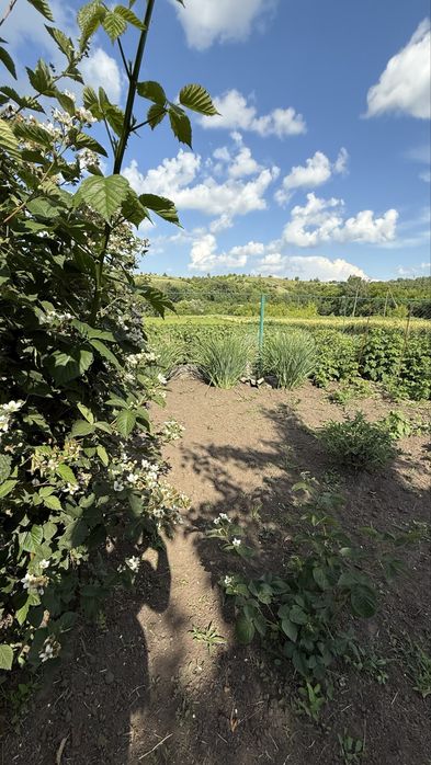 Ділянка 25 сот, с. Щербанівка, Обухів р-н