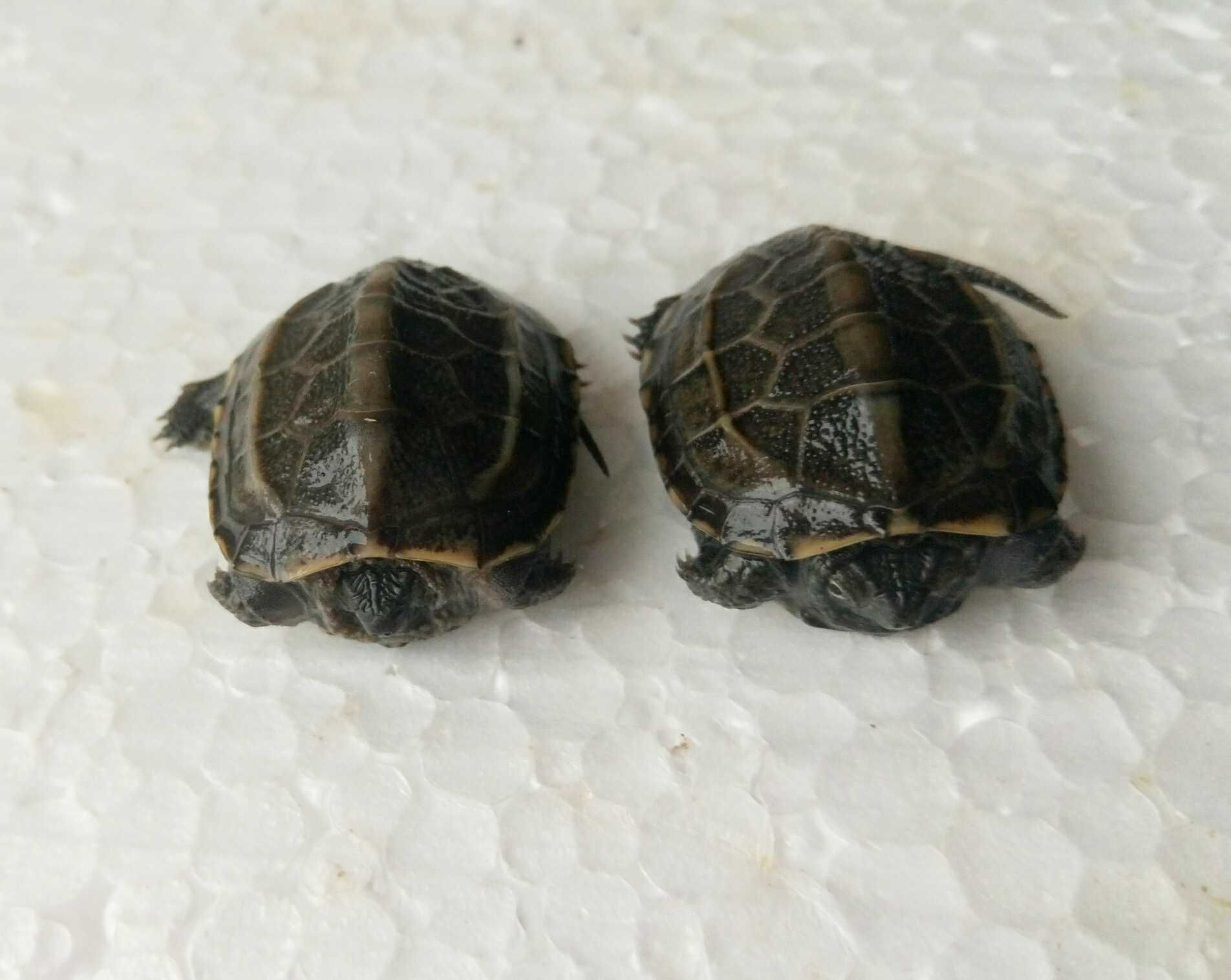 Маленькi водно-сухопутнi черепахи китайськi