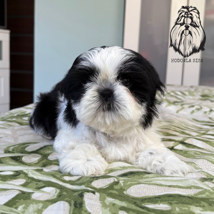 Shih Tzu suczka gen czekoladowy i niebieski