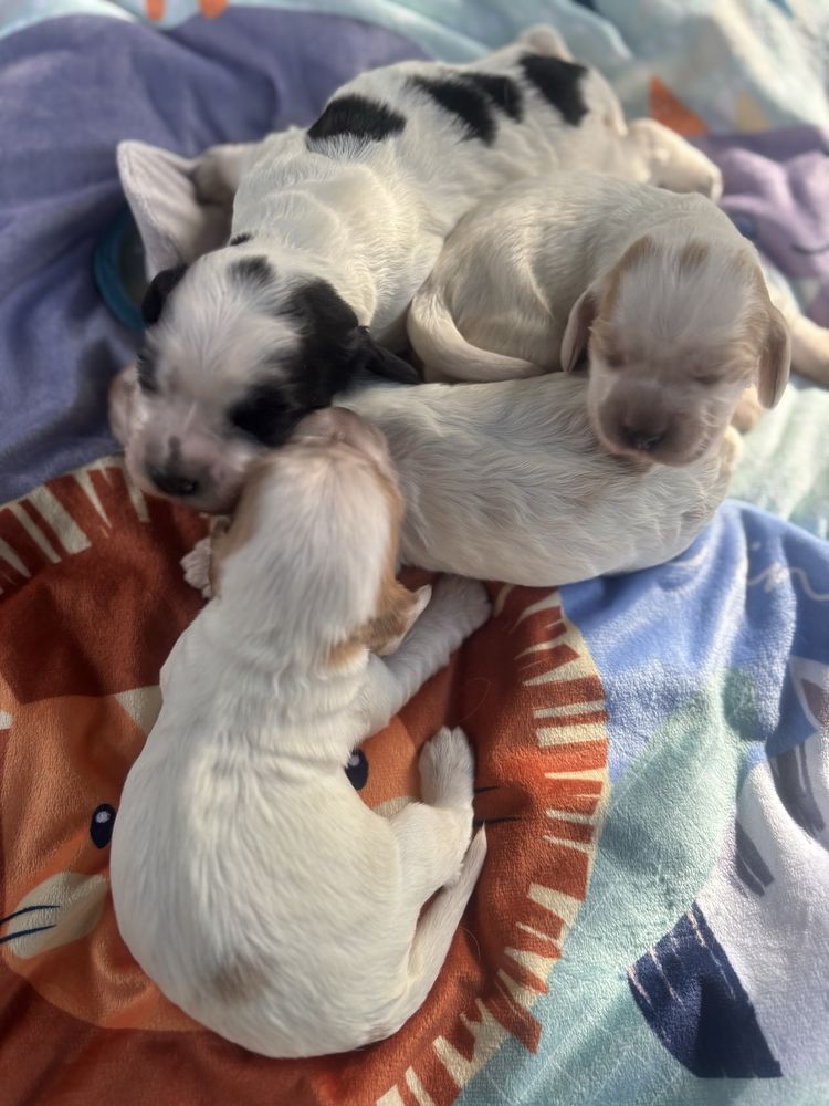Cocker Spaniel Angielski Sunia