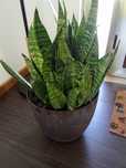 Planta espada s. Jorge