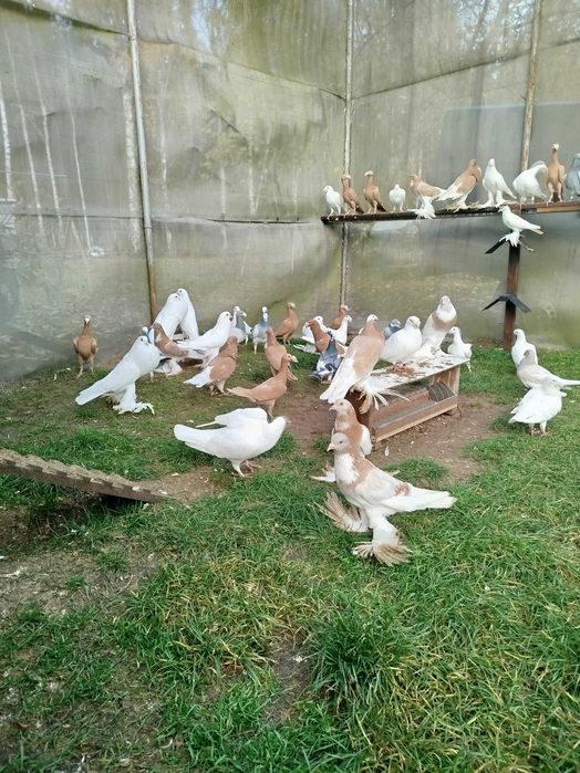 Gołębie Garłacze Pomorskie Kariery Rzeszowskie Niemiecki Wystawowy