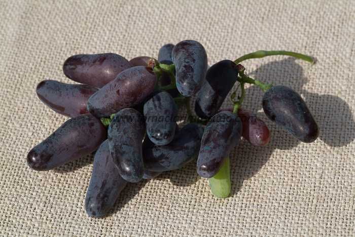 Vides DEDO de BRUXA TINTA comprida