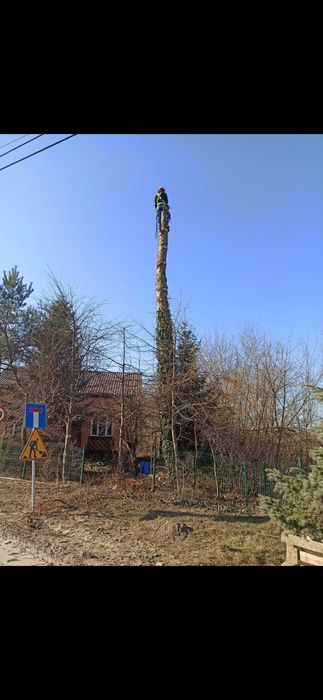 Wycinka drzew, rozdrabnianie gałęzi, metoda alpinistyczna