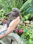 Mini Lop Mini Lopy Baranki Miniaturki
