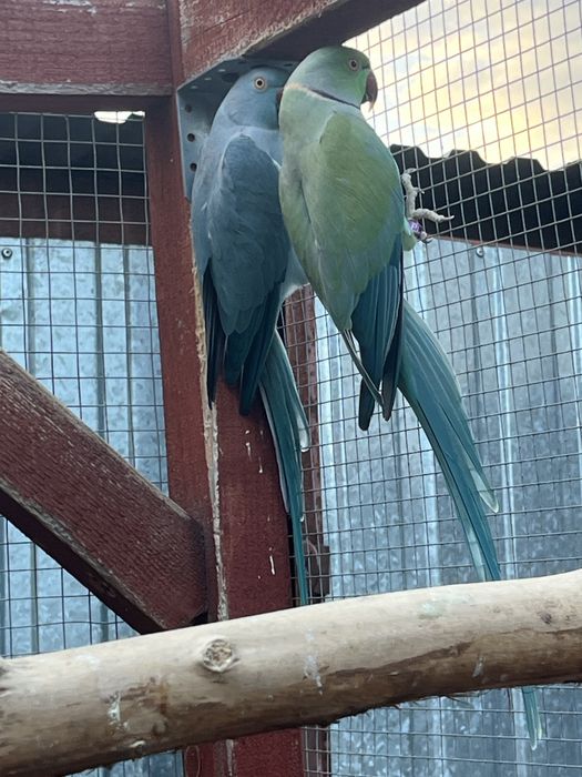 Zwierzeta szukaja nowej woliery