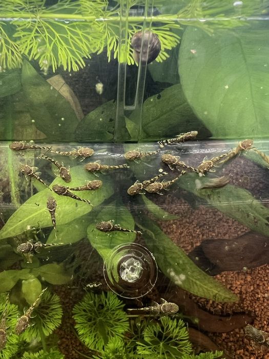 Ancistrus sp juvenis