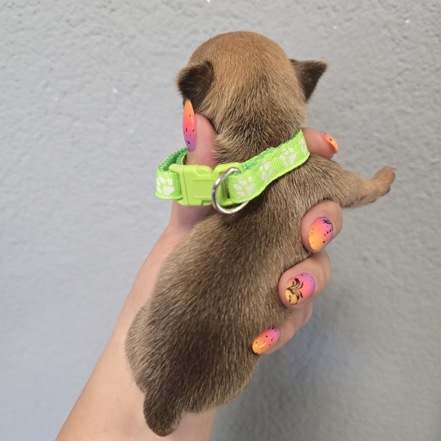 Chihuahua samiec sable