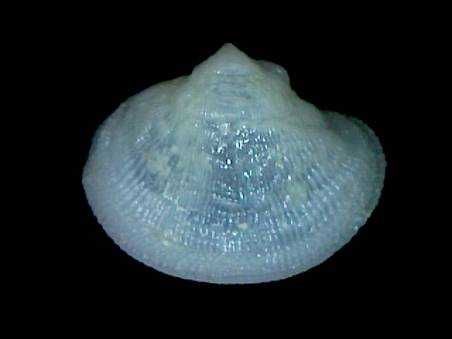 Muszle morskie- Cheilea cepacea