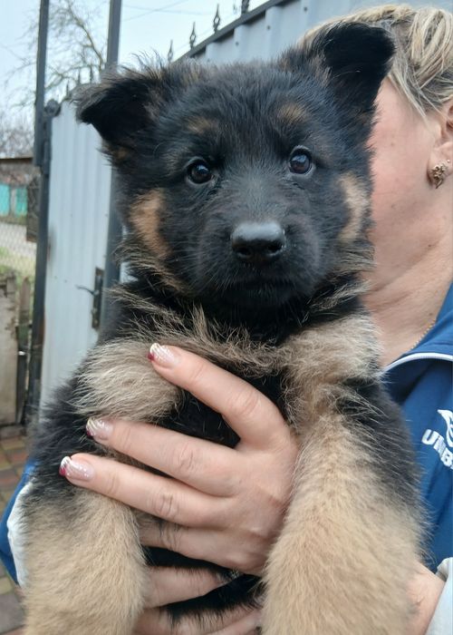 Продаються цуцики німецької вівчарки