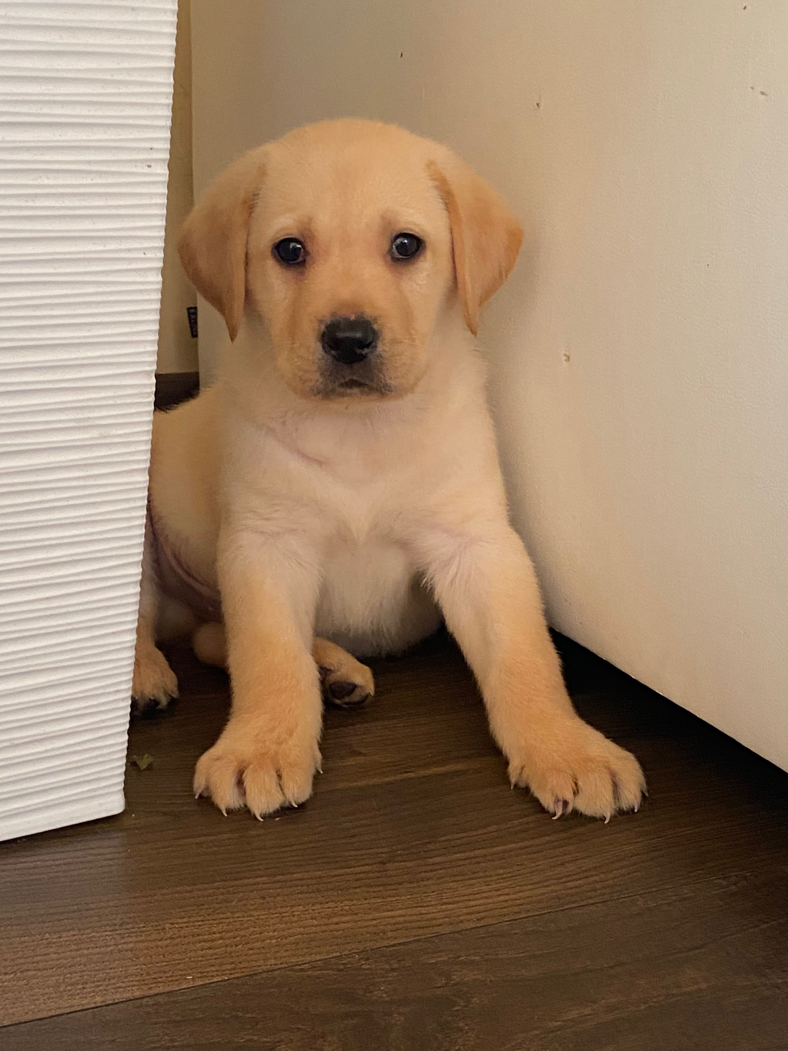 Labrador biszkoptowy