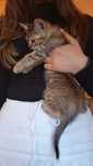 Gatos com 2 meses para adoção