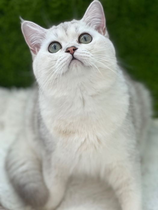Scottish shorthair
