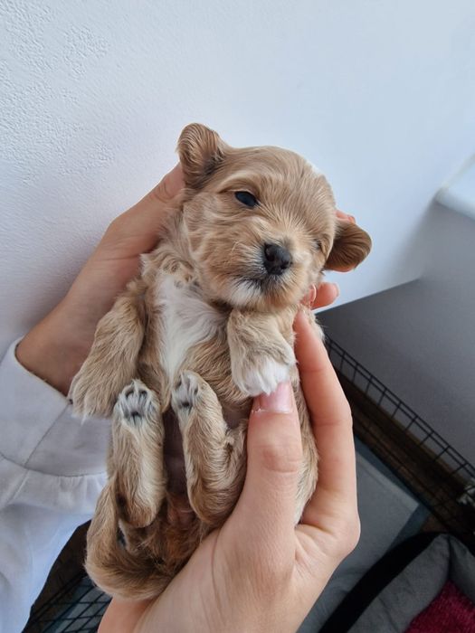 Maltipoo-suczka z czipem i rodowodem