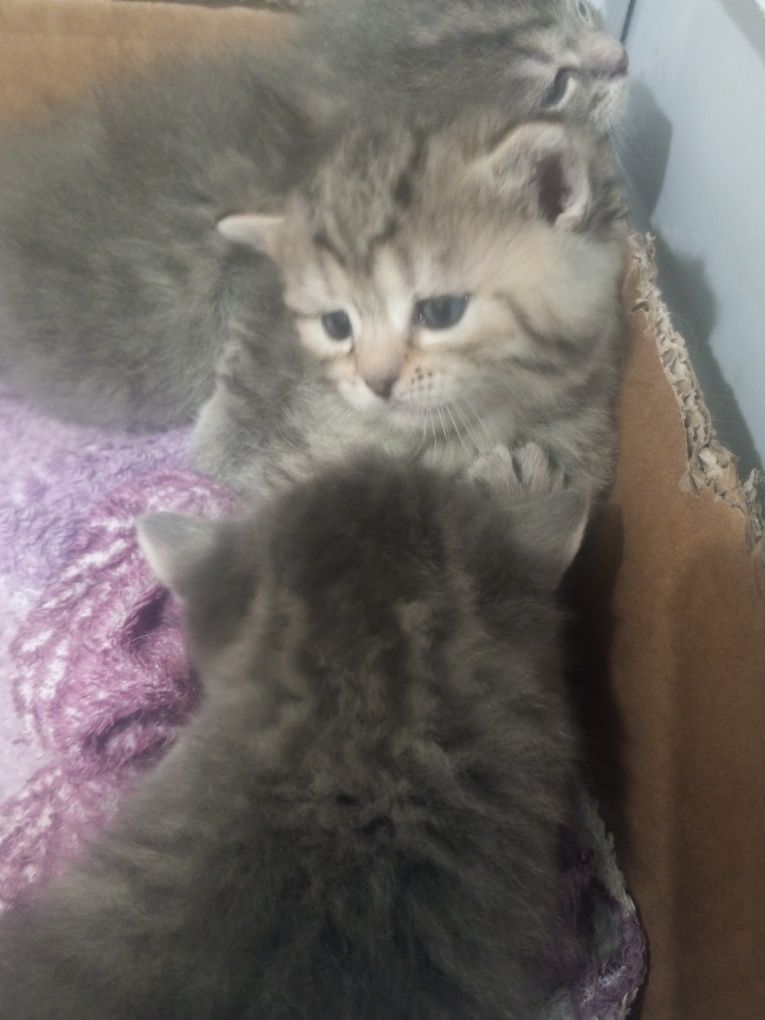 Котенята в хороші руки