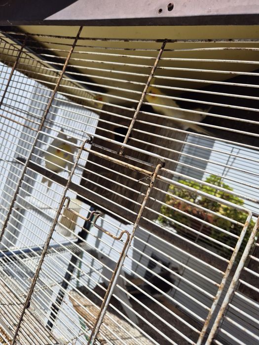 Vendo  várias caturras