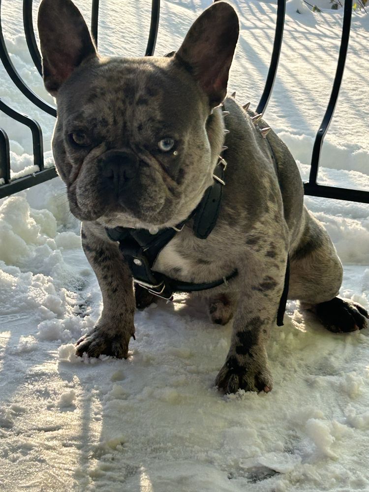 Buldog Francuski