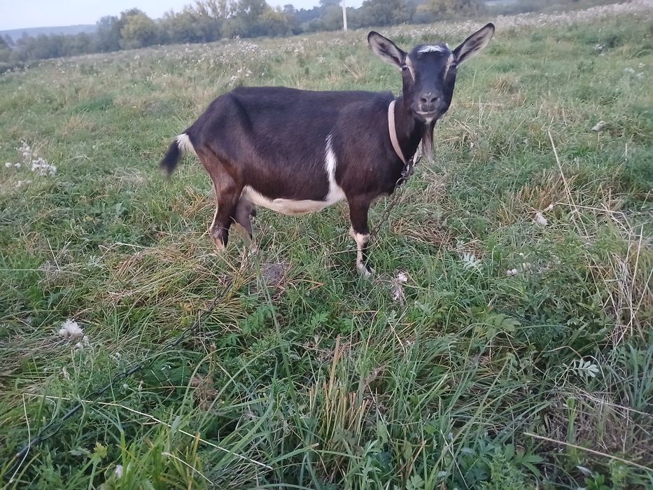 Продається коза дійна