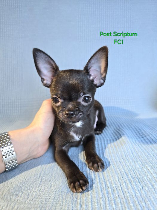 Chihuahua krótkowłosy ZKwP FCI piesek czarny rokujący wystawowo