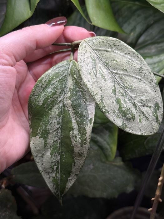 Хойя coriacea silver