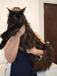 Linda gatinha Maine Coon