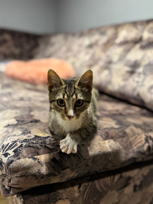 Kotka Lusia 4-5 m-cy do adopcji