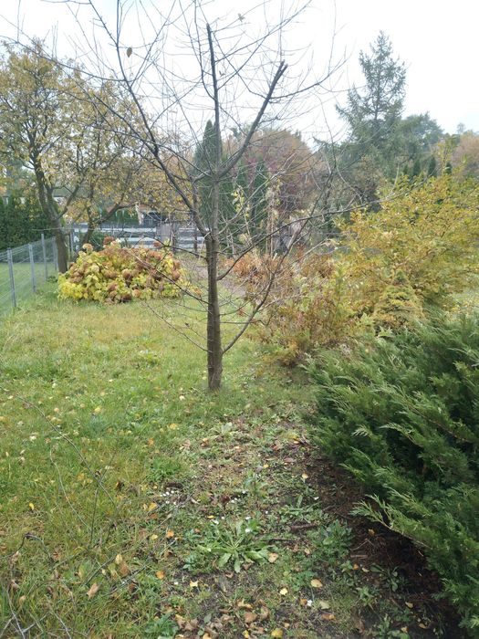 Ogródek działkowy ROD "RÓŻA"