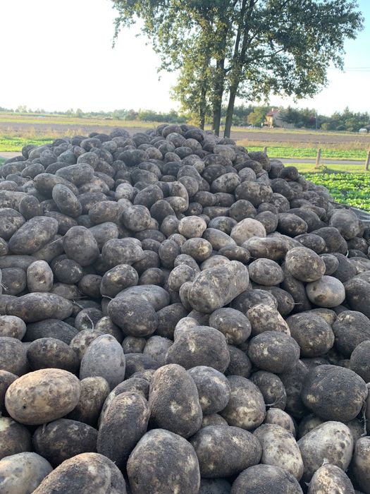 Ziemnaki warzywa z dowozem