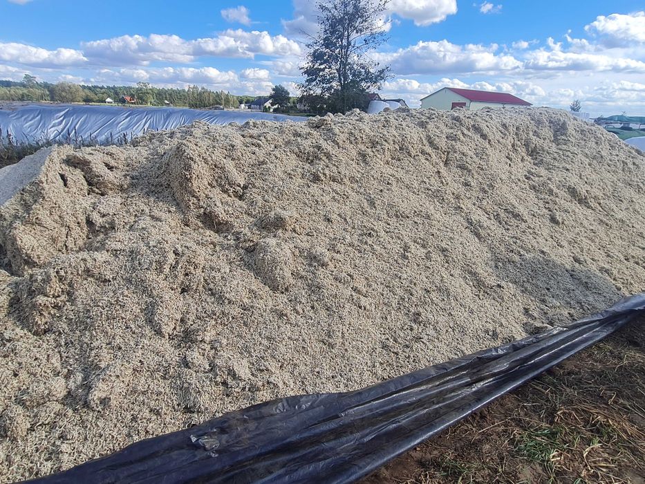 Wysłodki buraczane mokre