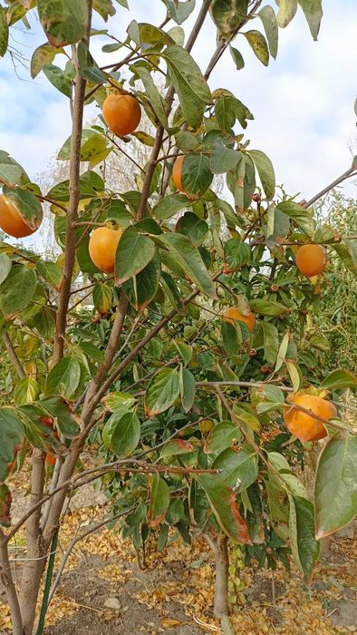 Продам саженцы Хурми граната зізифуса