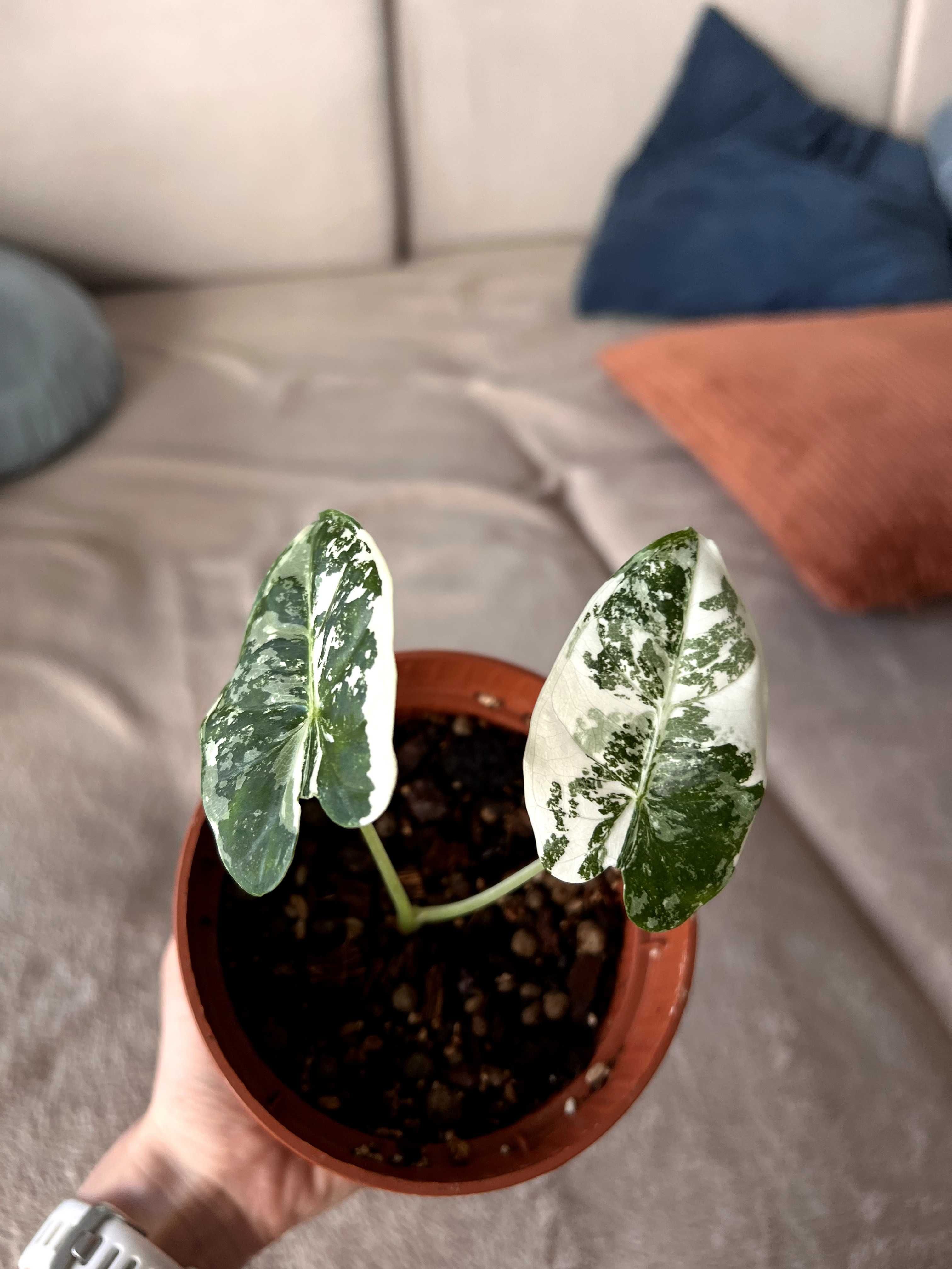 Alocasia Frydek Variegata