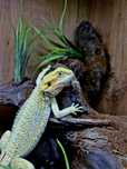 Agama brodata Młode Gadzilandia Agamy Brodate Pogona vitticeps
