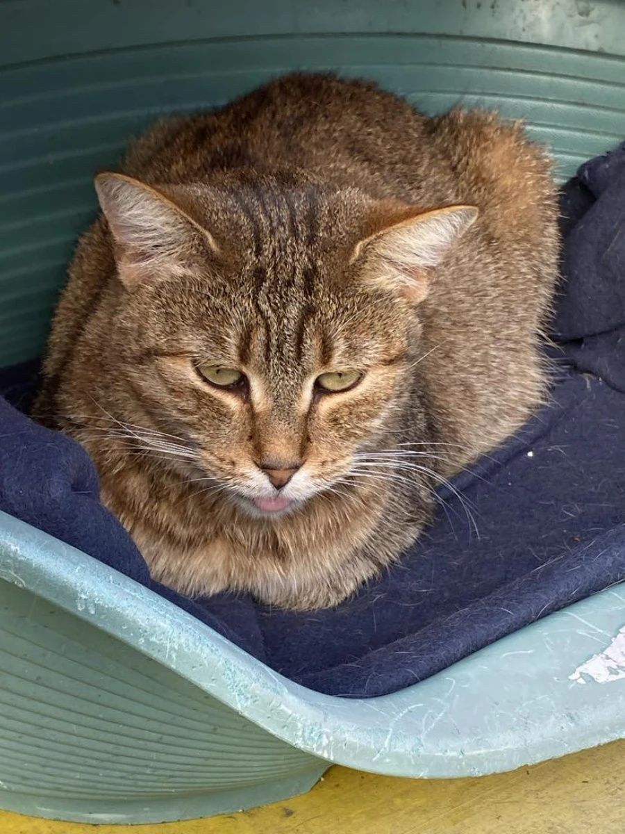 Kocia seniorka Nubia do adopcji dla spokojnych ludzi